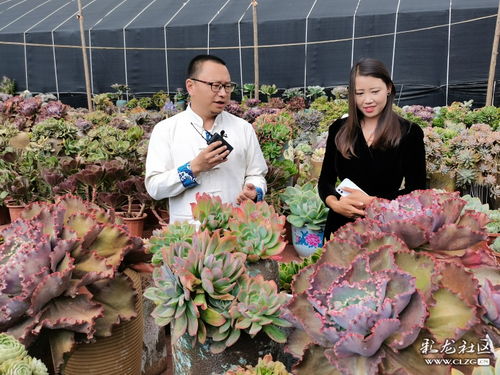 走进王官花坊姑娘多肉花卉种植基地 花卉种植的艺术与生活