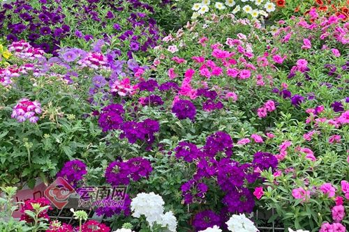 鲜花铺满小康路 晋宁花卉种植促增收