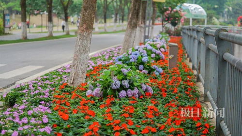 世界花园大会 千花竞放间，开启园艺美学与科学之旅