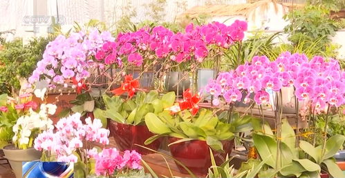 元旦临近多地年花市场火热，花卉种植业迎销售高峰