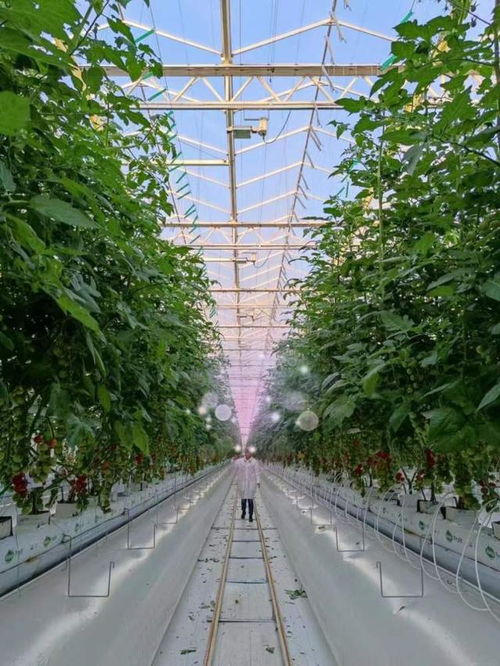 崇明打造农业科创岛 花卉种植领域的创新探索与生态实践