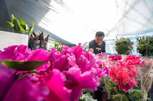 河北阜平 温室花开俏寒冬，产业芬芳暖乡村