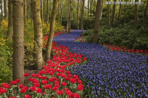 鲜花经济开出新花样 花卉种植的多元化与创新之路