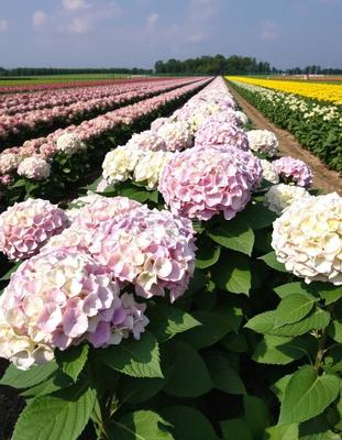 花卉种植基地的规划、管理与未来发展