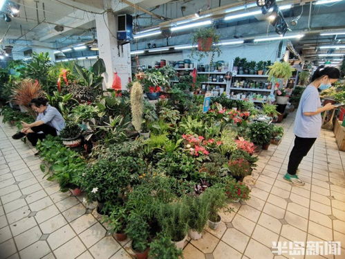 夏日炎炎，青岛花市遇冷——花卉种植业如何应对淡季挑战
