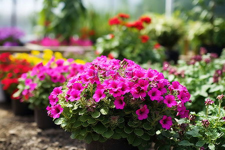 花卉种植 视觉创意与种植艺术的完美结合