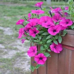 100种常见花卉的播种栽培大全 送给爱养花的你