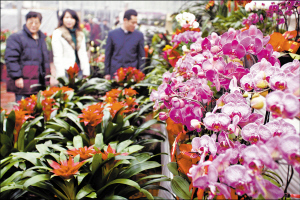 天津市新增六家花卉种植工农业旅游点