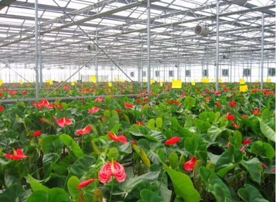 花卉大棚严寒季节供暖方法及种植管理指南