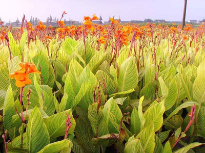 郑州品质热销水生花卉种植及供应全指南