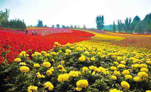 潍坊青州倾力打造花卉产业，年产花卉逾2000万株