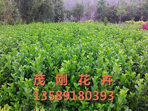 精品推荐 青州市茂刚花卉苗木专业合作社，打造绿色生态花卉种植新标杆