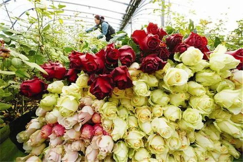 12月25日知滦州 滦州市疾病预防控制中心花卉种植健康提示